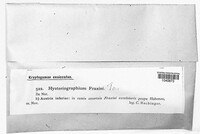 Hysterographium fraxini image